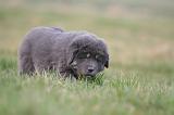 DOGUE DU TIBET 714